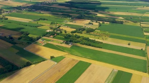 Green fields aerial view before harvest at summer. Road aerial