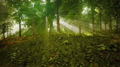 Forest Trees Nature Green Wood Sunlight View