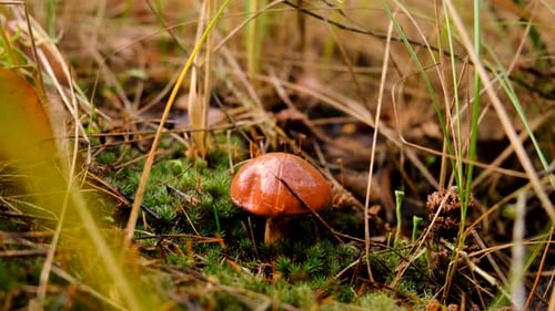 Mushroom Picking in the Forest Selective Focus