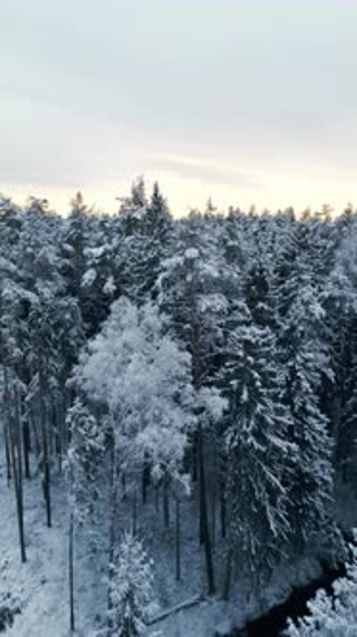 A Majestic Winter Forest Featuring SnowCovered Trees Captured in Soft Focus to Create a Dreamy