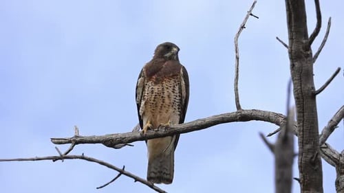 Close up of a Swainson's Hawk perched in a tree