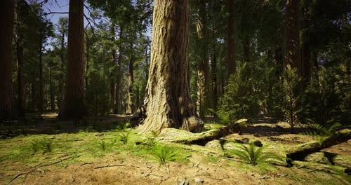 Tall Trees Rise Above Lush Fern Covered Ground in a Vibrant Forest