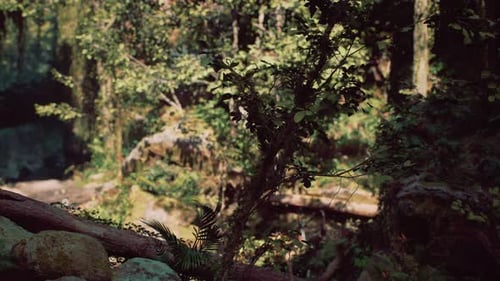 Serene Forest Scene With Sunlight Filtering Through Trees Mountain Path