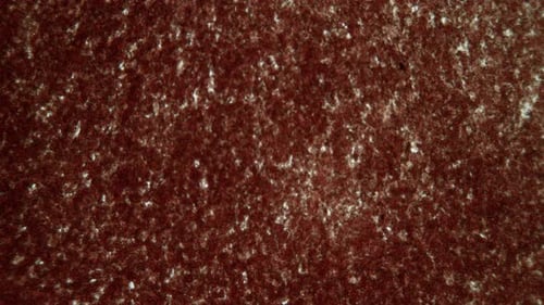 Microscopic Organic Growth and Spreading Background Animation