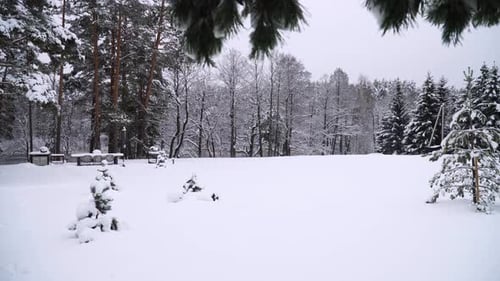 Die Aufnahme einer verschneiten Kiefernwaldlandschaft im Winter.
