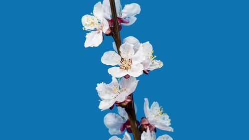 Apricot Flower on a Spring Tree Branch Blossoming in Time Lapse on a Blue Background. Spring Flowers