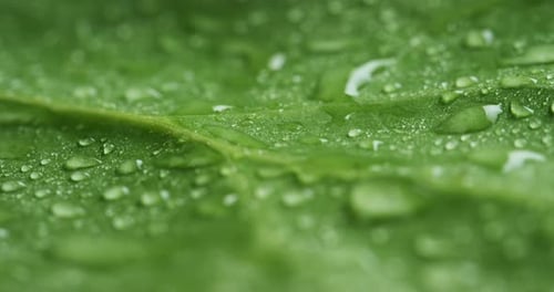 Macro shot of green leaves with drops of dew water over. Autumn concept, forest, trees, forest, ra