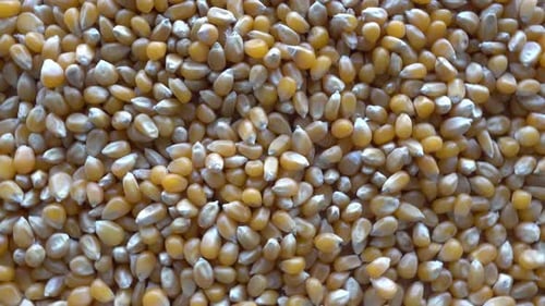 Un tas de graines de maïs sur une assiette tourne