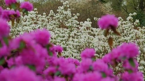 Pink and White Flowers Blooming in Spring