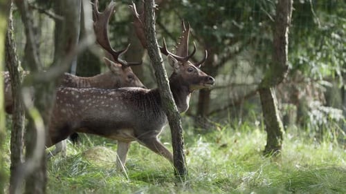 Two fallow deer walking through forest, slow motion graceful movement, telephoto tracking