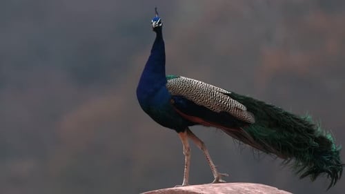 Attraction touristique d'Amer Fort