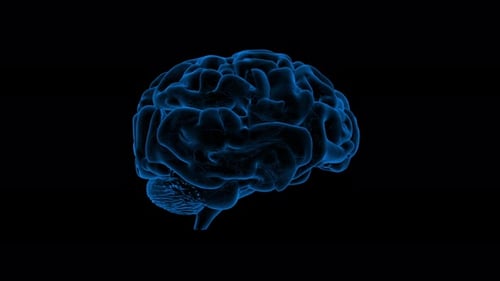 Rotating Blue Digital Brain Scan Loop