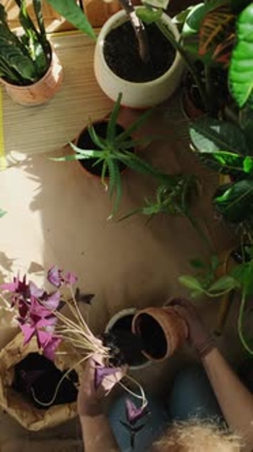 Vídeo vertical sobre la replantación de una planta de interior con trébol falso en una maceta nueva