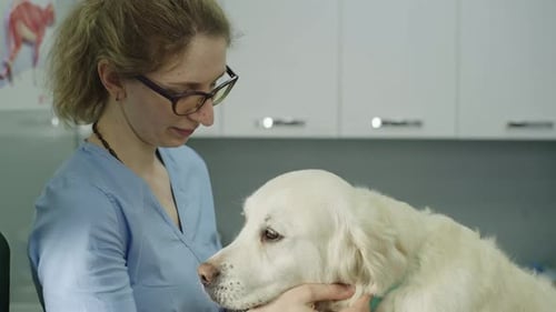 Veterinary Clinic Doctors Pet a Dog Before an Examination
