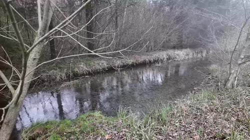 Clear water creek river in the nature forest with tree, water flowing