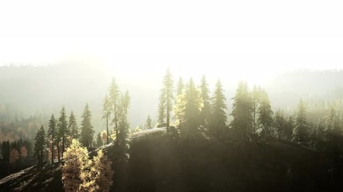 Sunlight Filtering Through Mountain Trees