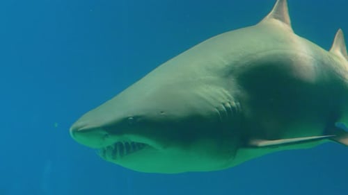 Underwater world with a close encounter featuring a large shark