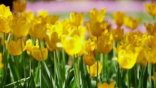 Colorful Tulip Field