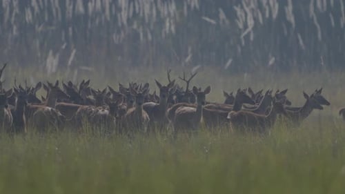 cerf des marais dans la prairie