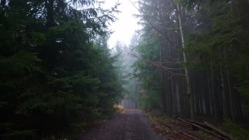 A calm yet eerie autumn forest walk with leaves on the ground a hidden path and dark nature