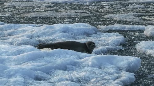 Alone Seal Lies on Ice Floes That are Bobbing on the Waves at Sea