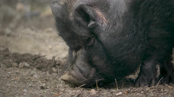 Side view of black mini pig smelling for food in the soil - close up ...