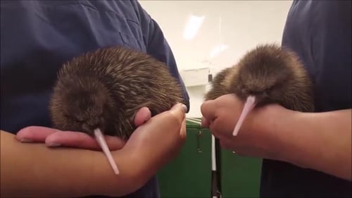 Deux poussins Kiwi Rowi de Nouvelle-Zélande viennent d'éclore il y a deux jours.