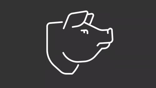 Minimalist Line Art Pig Head Reveal Animation
