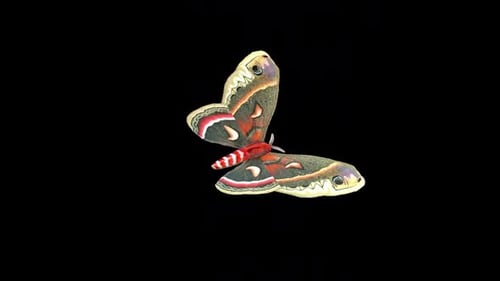 Cecropia Moth 2