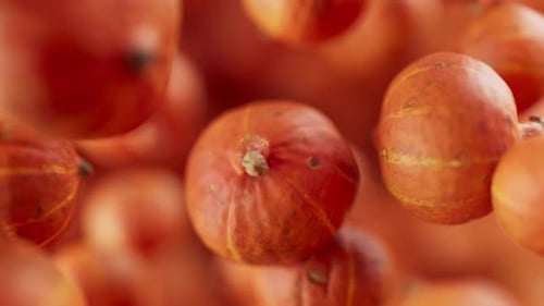 Animation of a group of pumpkins. Defocus. Close-up.