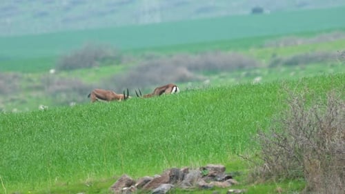 Mountain Gazelle (Gazella gazella)