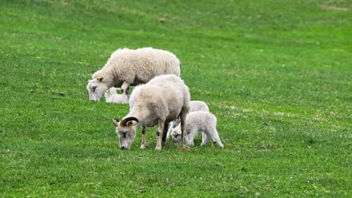 Herd of Sheeps on the Pasture Between Mountains Cute Small Lambs Rural Scene in Iceland