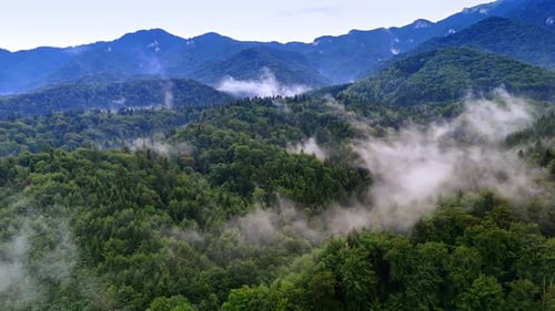 Misty mountains, lush forests. Lush green forests blanket the mountains