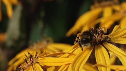 Bee on Yellow Flower Collecting Pollen