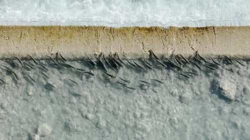 a Top View of How a Shoal of Fish Swims Along the Threshold on the River at Sunny Day Clear Water