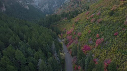 Aerial: American Fork Canyon trees in autumnal colors, Utah's Wasatch Range