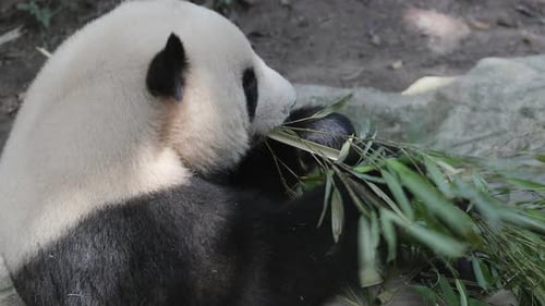 Panda Close Up Eating