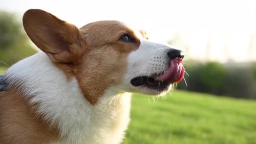 Un perro Corgi marrón y blanco se para con confianza en lo alto de un campo verde vibrante