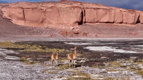 Llamas Roaming Near Dormant Ojos Del Salado Volcano South America Rich Wildlife Drone View Aerial