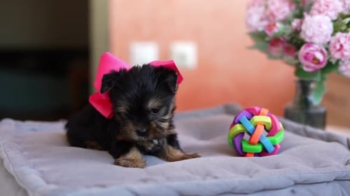 Yorkshire Terrier Puppy with Pink Bow Sits
