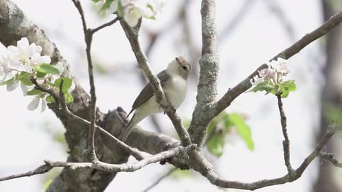 Bird Perched on a Blossoming Tree Branch