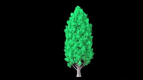 Cypress Oak Tree