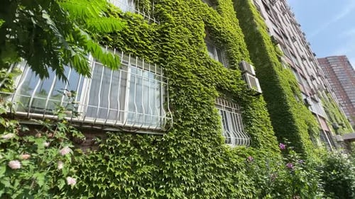 Green Building with Plants Growing on the Facade Wall of a House Covered with Common Ivy Vertical