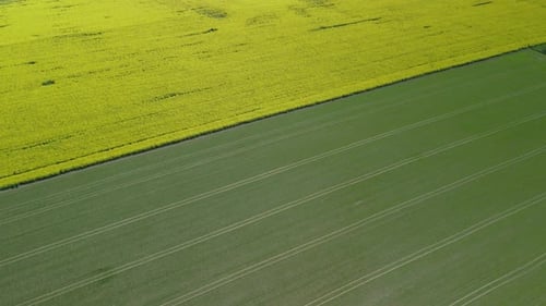 Aerial View of Rural Landscape with Yellow Crops