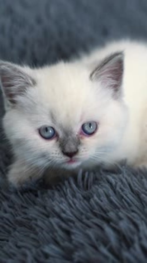 Cute White Kitten Relaxing on Gray Blanket
