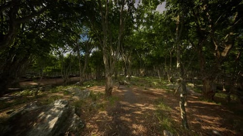 Beautiful Summer Forest with Different Trees