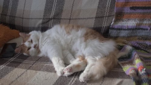 Fluffy Cat Napping Peacefully on Sofa