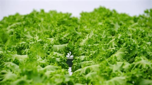 Lush Green Lettuce Growing in a Field