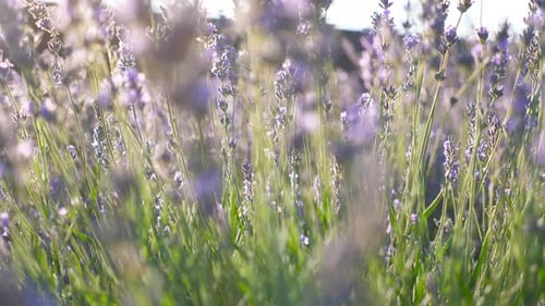 Close Up of Lavender Flowers Illuminated Bright Sun View to Beautiful Purple Plants and Bees Flying