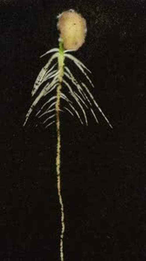 Seed Germination With Root Growing Time Lapse